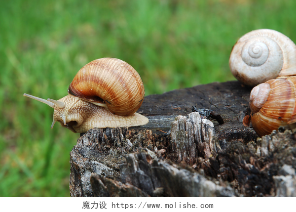 树桩上攀爬的两只蜗牛大蜗牛